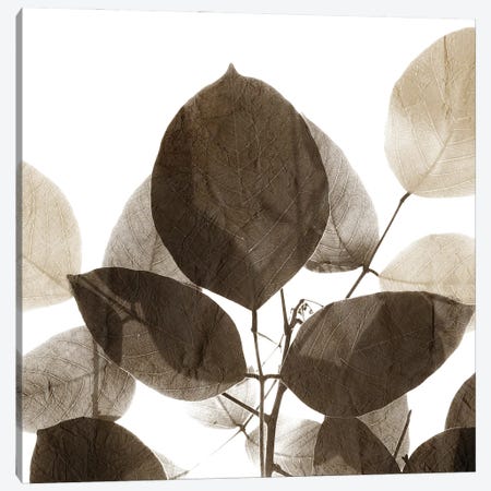 Chocolate Leaves I Canvas Print #KAL683} by Kimberly Allen Canvas Art