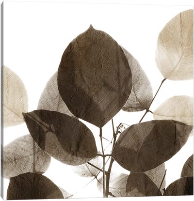 Chocolate Leaves I Canvas Art Print - Scandinavian Décor