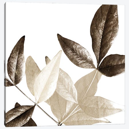 Chocolate Leaves II Canvas Print #KAL684} by Kimberly Allen Art Print