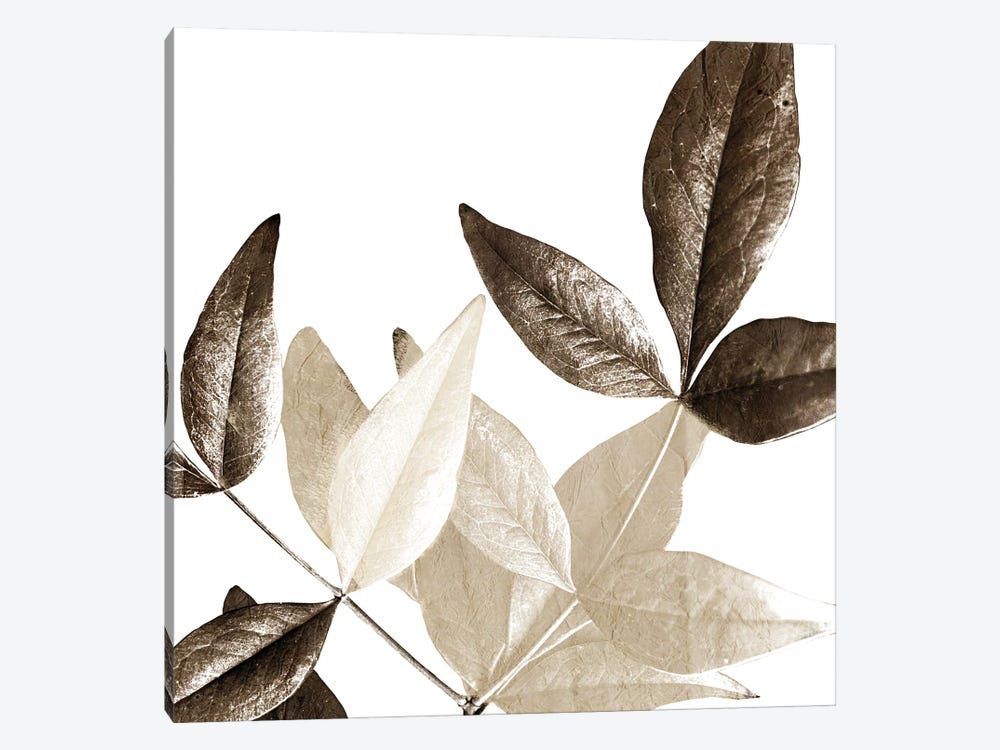 Chocolate Leaves II by Kimberly Allen 1-piece Art Print