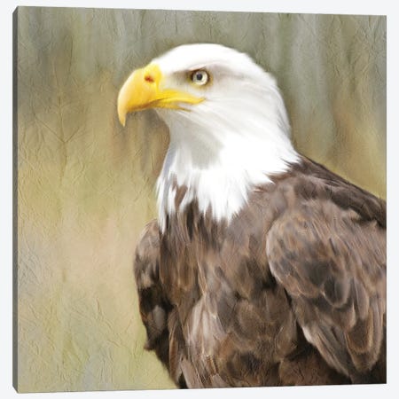 Eagle Eye Canvas Print #KAL83} by Kimberly Allen Canvas Art Print