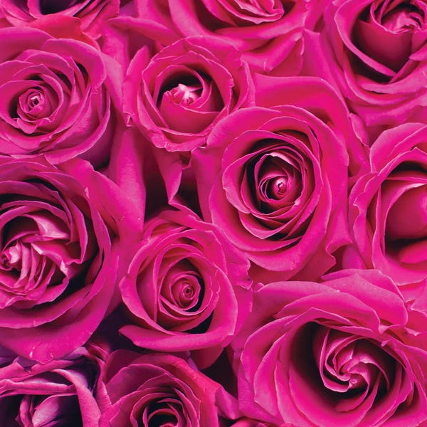 A.D. Lines Eurogroup Inc.: Paris Rose I by Kimberly Allen