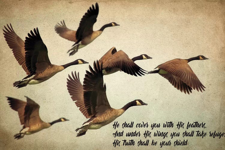 His Wings by Kimberly Allen wall art