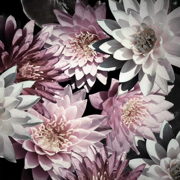 Plum Florals