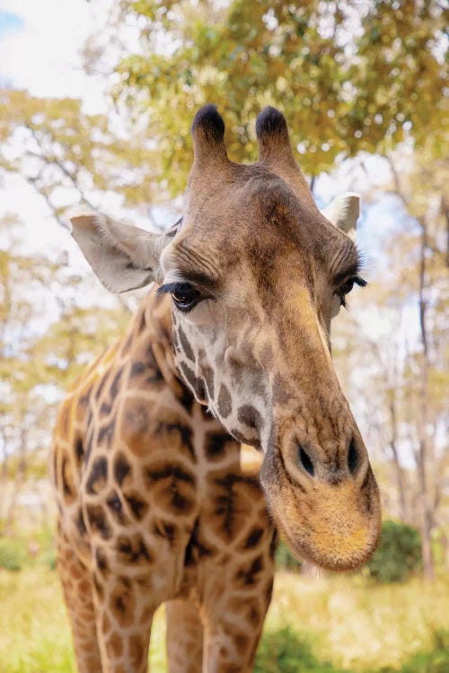 Curious Giraffe