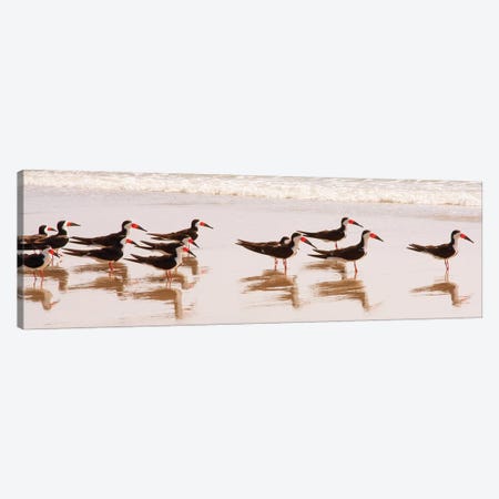 Black Skimmers I Canvas Print #KAM1} by Kathy Mansfield Canvas Wall Art