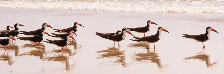 Black Skimmers I by Kathy Mansfield wall art