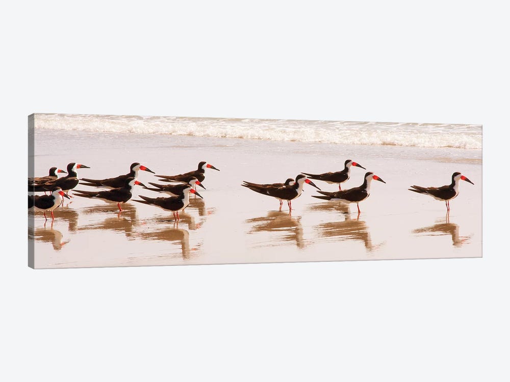 Black Skimmers I by Kathy Mansfield 1-piece Art Print