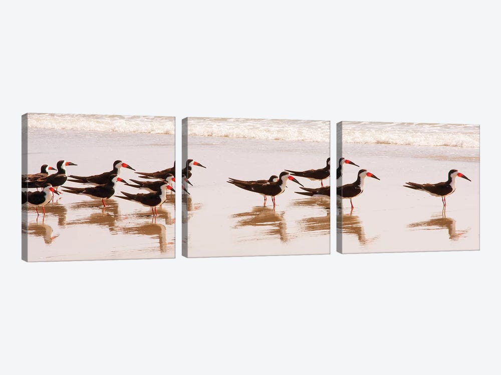 Black Skimmers I by Kathy Mansfield 3-piece Canvas Print