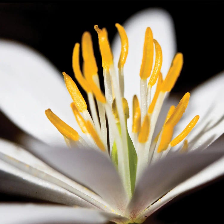 White Puccoon I by Kathy Mansfield wall art