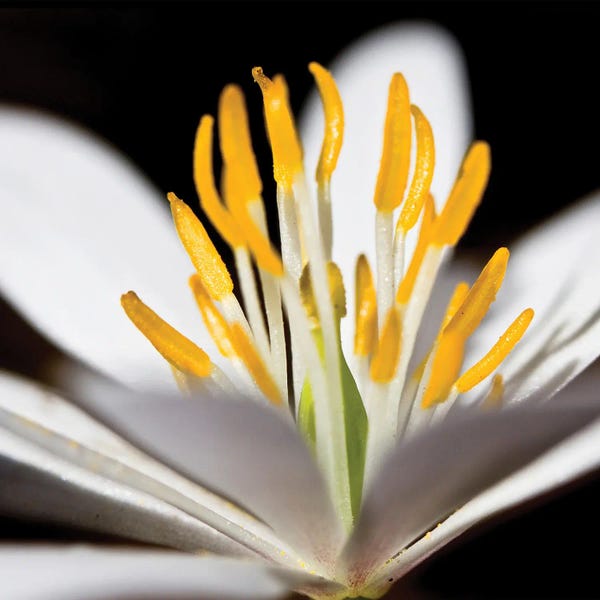 White Puccoon I