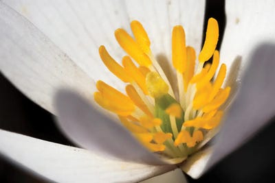 White Puccoon II by Kathy Mansfield canvas print