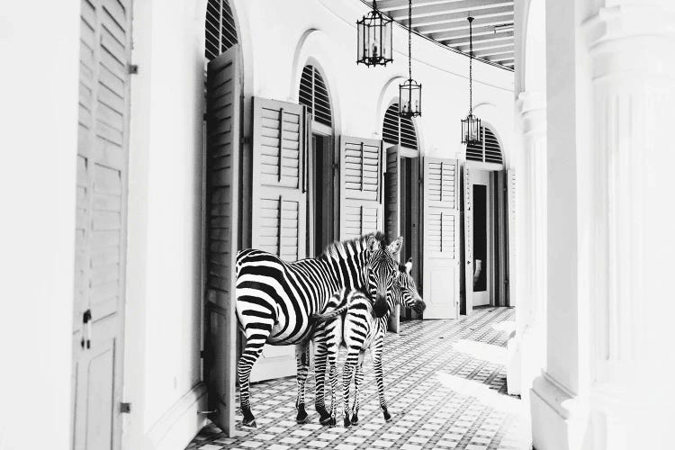 Zebra Hotel by Kathy Mansfield wall art