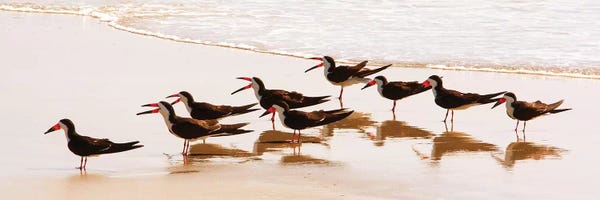Black Skimmers II