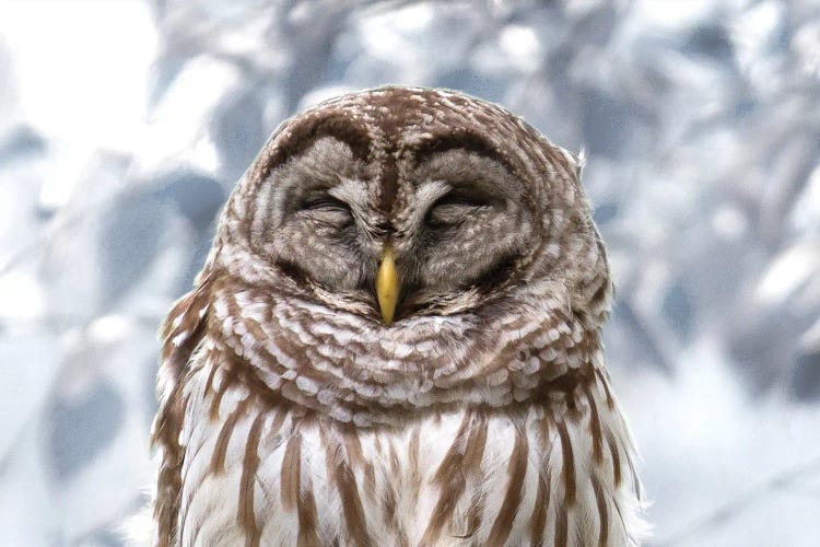 Winter Feathers