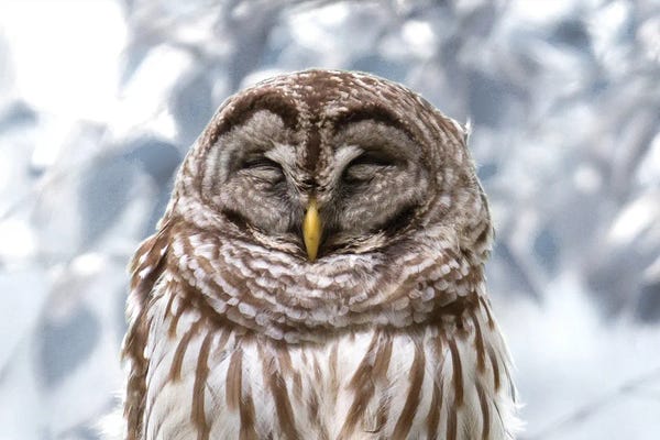 Rustic Winter: Winter Feathers by Kathy Mansfield