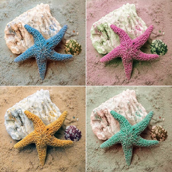 Starfish: Colorful Starfish by Kathy Mansfield