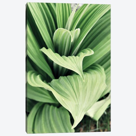 Green Leaf Blooms I Canvas Print #KAM4} by Kathy Mansfield Canvas Art Print