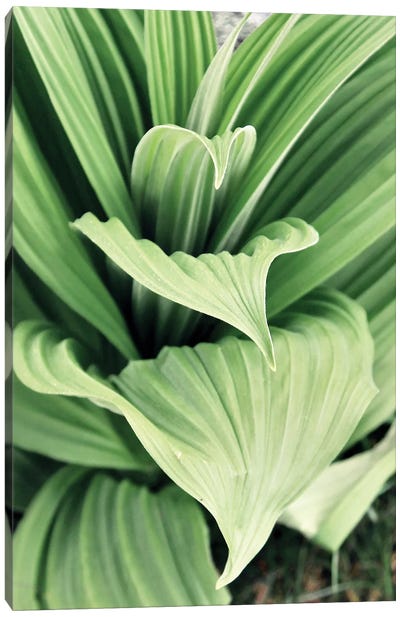Green Leaf Blooms I Canvas Art Print