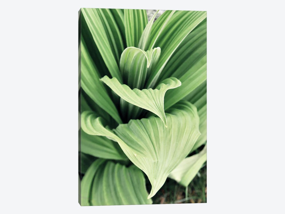 Green Leaf Blooms I by Kathy Mansfield 1-piece Canvas Artwork
