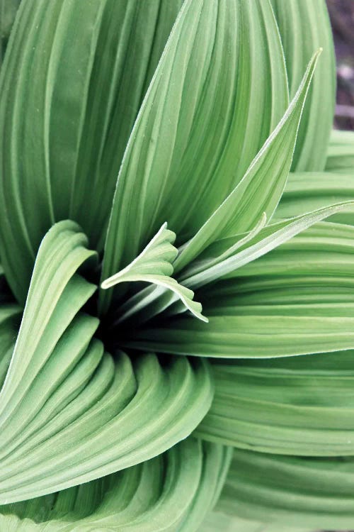 Green Leaf Blooms II by Kathy Mansfield wall art