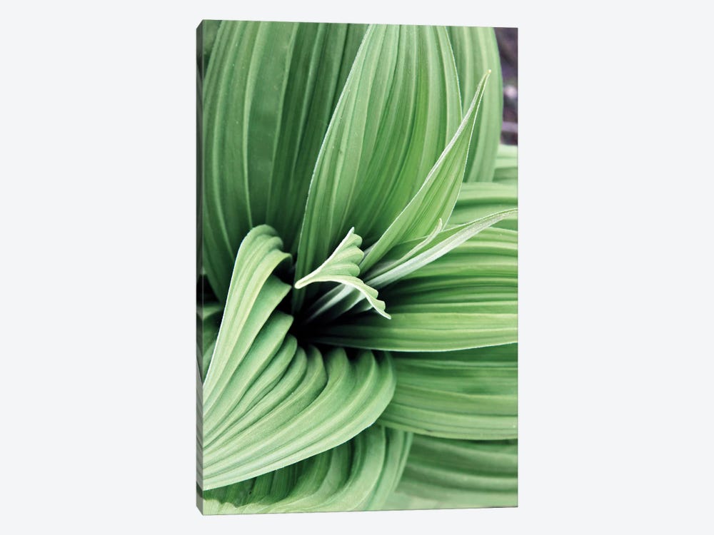 Green Leaf Blooms II by Kathy Mansfield 1-piece Art Print