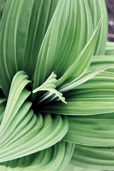 Green Leaf Blooms II