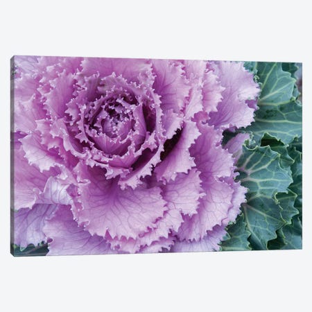 Adirondack Region, New York, USA. Cabbage flower. Canvas Print #KAS1} by Karen Ann Sullivan Art Print