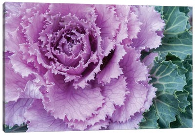 Adirondack Region, New York, USA. Cabbage flower. Canvas Art Print