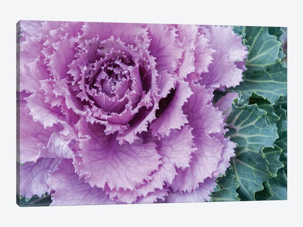 Adirondack Region, New York, USA. Cabbage flower. by Karen Ann Sullivan 1-piece Canvas Art Print