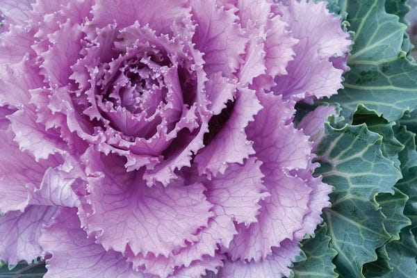 Adirondacks: Adirondack Region, New York, USA. Cabbage flower. by Karen Ann Sullivan