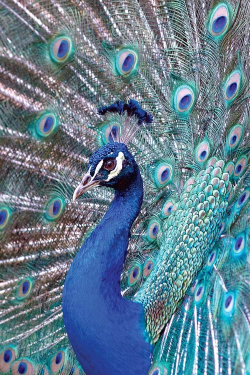 Costa Rica, Central America. India Blue Peacock displaying.