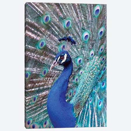 Costa Rica, Central America. India Blue Peacock displaying. Canvas Print #KAS2} by Karen Ann Sullivan Art Print