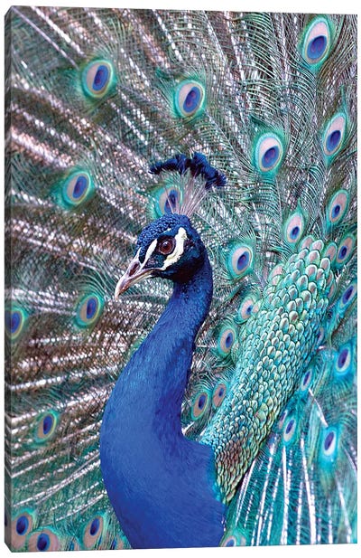 Costa Rica, Central America. India Blue Peacock displaying. Canvas Art Print