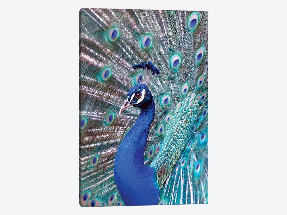 Costa Rica, Central America. India Blue Peacock displaying. by Karen Ann Sullivan 1-piece Canvas Art