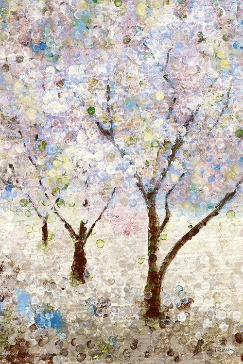 Cherry Blossoms II