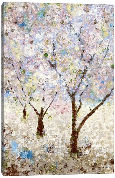 Cherry Blossoms II Canvas Art Print - Katrina Craven