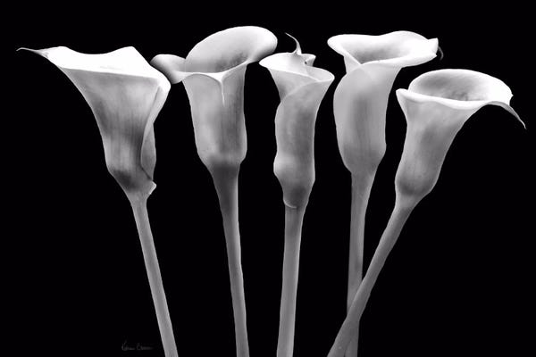 Black & White Florals: Lilies at Night by Katrina Craven