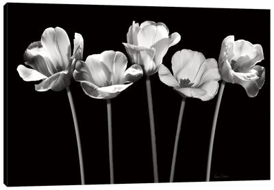Tulips at Night Canvas Art Print - Katrina Craven