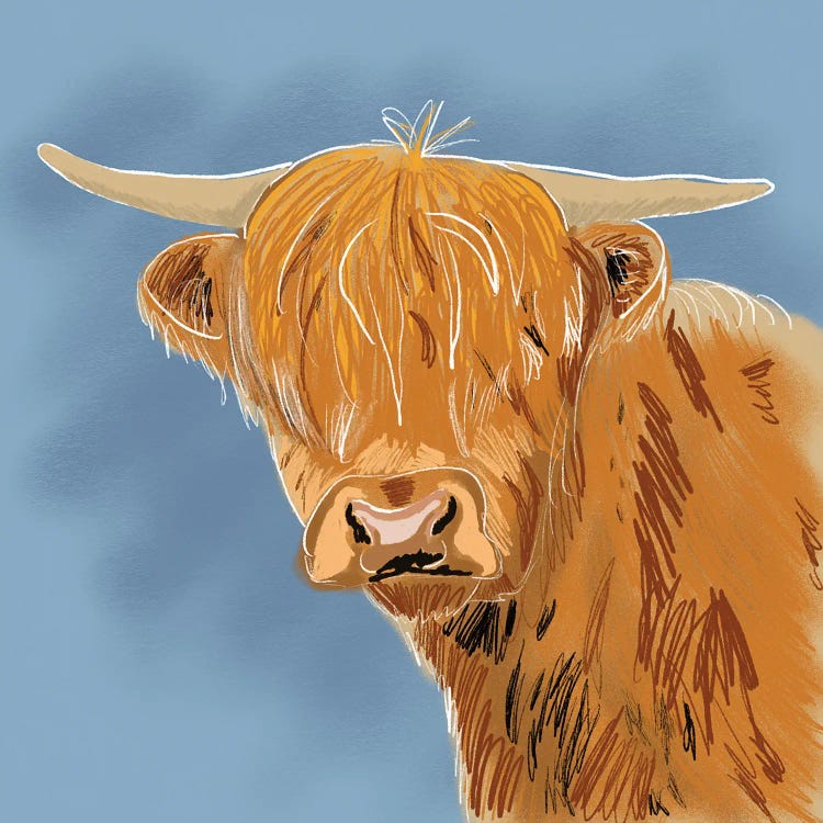 Highland Cow