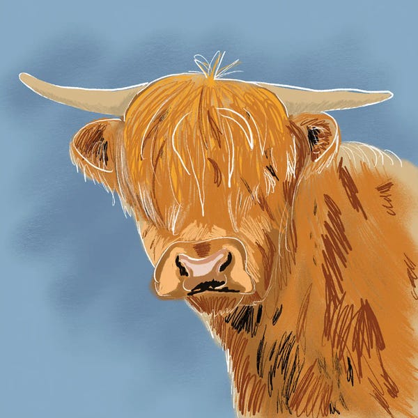 Highland Cow
