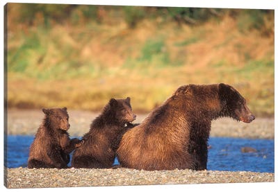Brown Bear, Grizzly Bear, Sow With Cubs, Katmai National Park, Alaskan Peninsula Canvas Art Print - Grizzly Bear Art