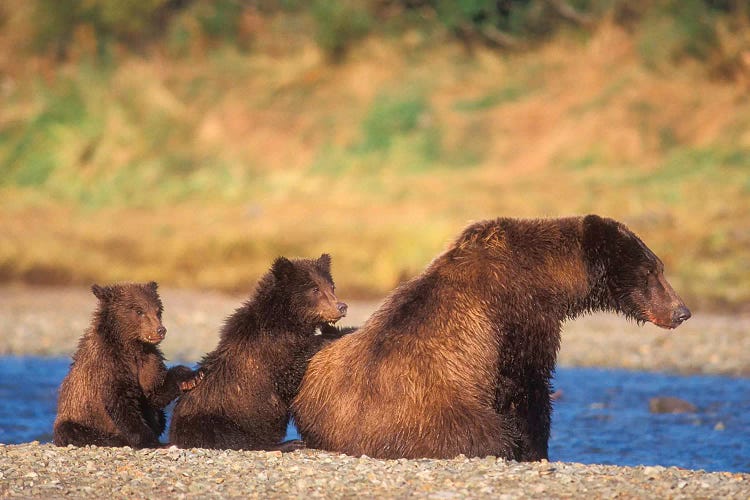 Brown Bear, Grizzly Bear, Sow With Cubs, Katmai National Park, Alaskan Peninsula