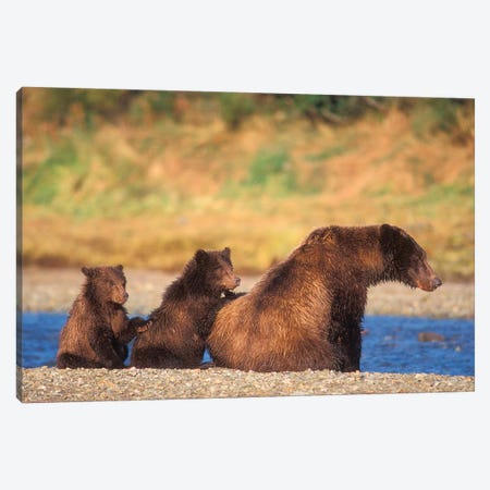 Brown Bear, Grizzly Bear, Sow With Cubs, Katmai National Park, Alaskan Peninsula Canvas Print #KAZ10} by Steve Kazlowski Canvas Wall Art