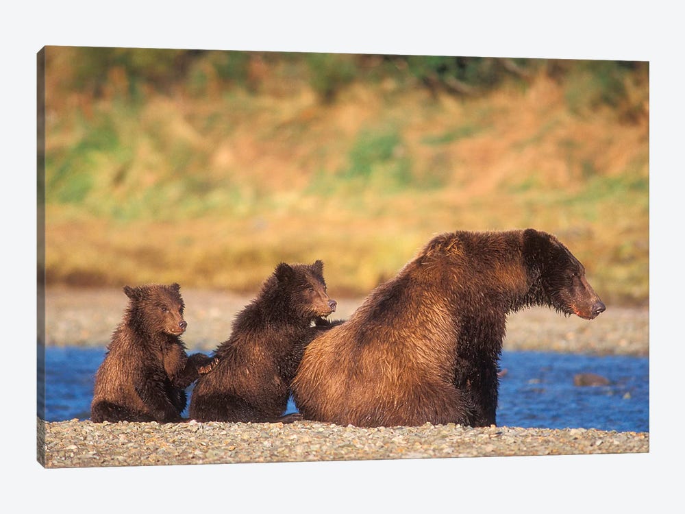 Brown Bear, Grizzly Bear, Sow With Cubs, Katmai National Park, Alaskan Peninsula by Steve Kazlowski 1-piece Canvas Wall Art