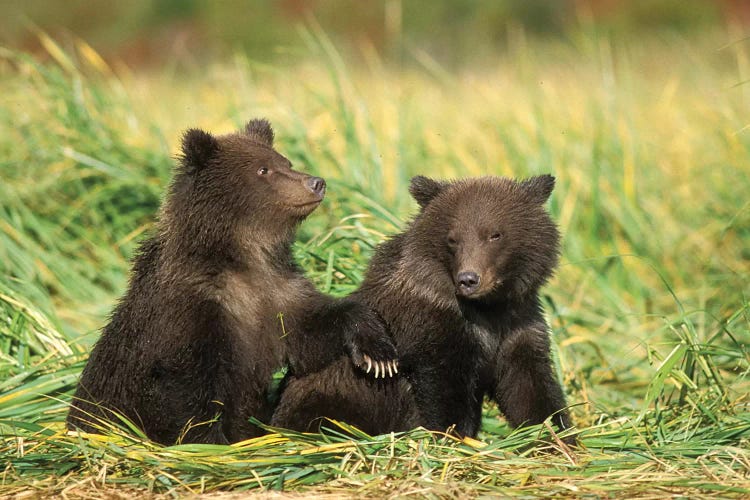 Grizzly Bear, Brown Bear, Cubs Sitting In Tall Grass, Katmai National Park, Alaskan Peninsula