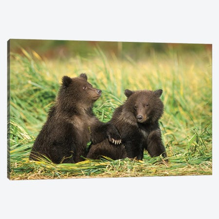Grizzly Bear, Brown Bear, Cubs Sitting In Tall Grass, Katmai National Park, Alaskan Peninsula Canvas Print #KAZ11} by Steve Kazlowski Canvas Art