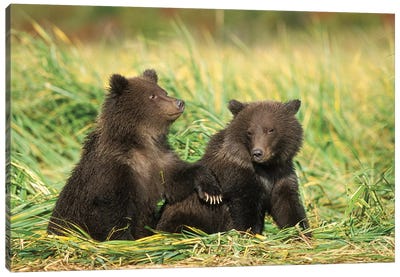 Grizzly Bear, Brown Bear, Cubs Sitting In Tall Grass, Katmai National Park, Alaskan Peninsula Canvas Art Print - Alaska Art