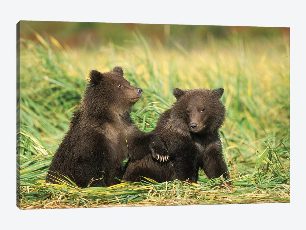 Grizzly Bear, Brown Bear, Cubs Sitting In Tall Grass, Katmai National Park, Alaskan Peninsula by Steve Kazlowski 1-piece Canvas Art Print