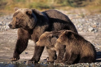 Grizzly Bear, Brown Bear, Sow With Cubs, Katmai National Park, Alaskan Peninsula by Steve Kazlowski art print